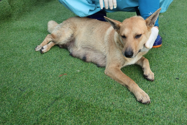 제주 동물보호센터_450650202502791